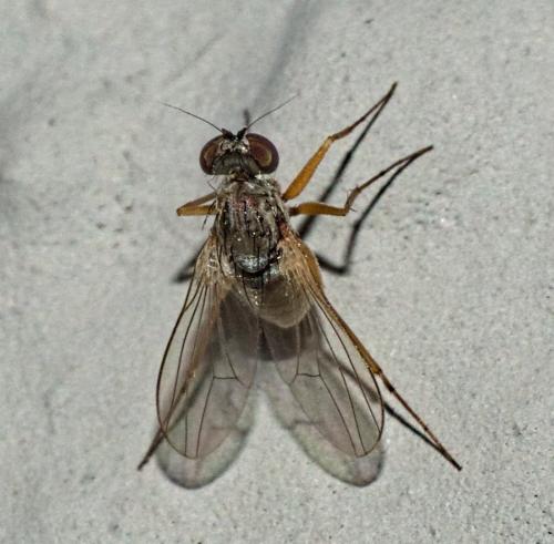 Medetera sp.